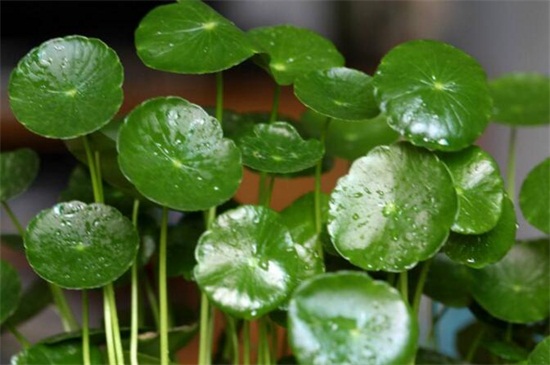 水培銅錢草葉子發(fā)黃是什么原因，水質(zhì)突變養(yǎng)分不足
