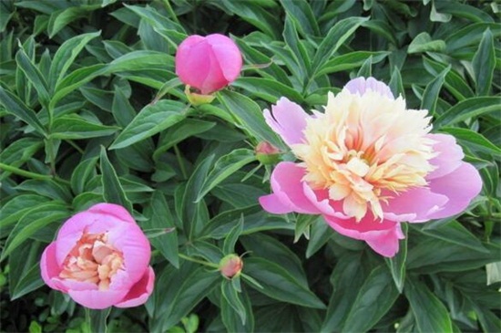 芍藥花家庭養(yǎng)殖方法，擺放光線良好處養(yǎng)護(hù)