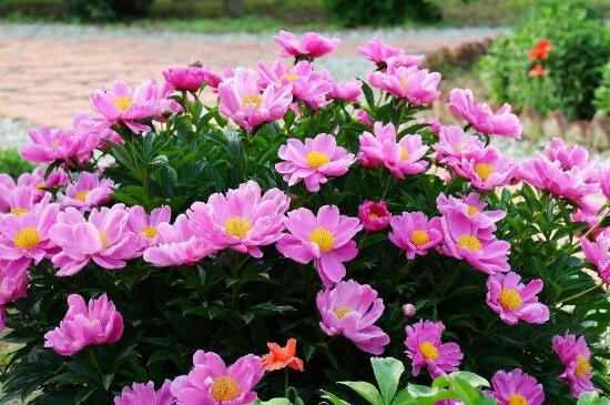 芍藥花家庭養(yǎng)殖方法，擺放光線良好處養(yǎng)護(hù)