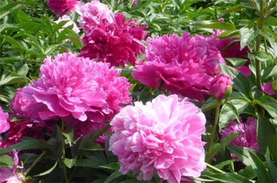 芍藥花家庭養(yǎng)殖方法，擺放光線良好處養(yǎng)護(hù)