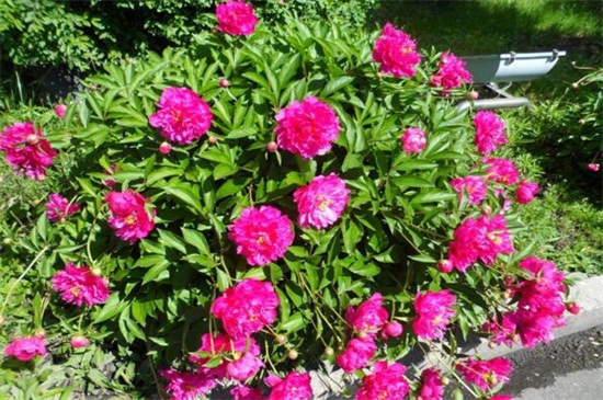芍藥花家庭養(yǎng)殖方法，擺放光線良好處養(yǎng)護(hù)