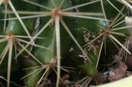 仙人掌上長滿了白斑怎樣處理 仙人掌上長滿了白斑怎樣處理