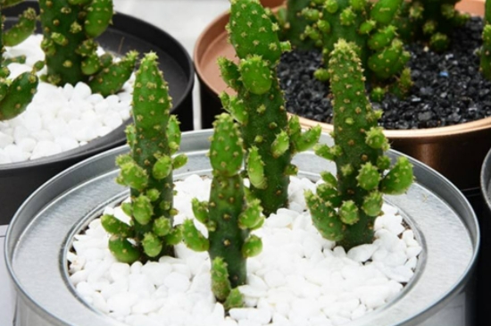 仙人掌的種植方法 仙人掌的種植方法