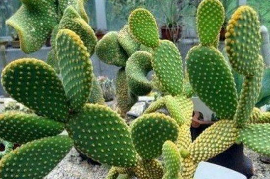仙人掌的種植方法 仙人掌的種植方法