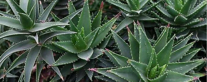 蘆薈夏天可以移栽嗎 蘆薈夏天可以移栽嗎
