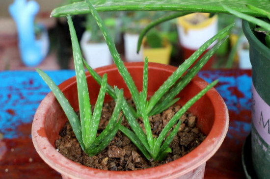 蘆薈夏天可以移栽嗎 蘆薈夏天可以移栽嗎