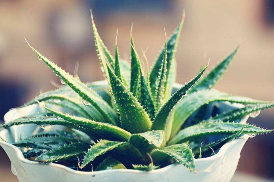 蘆薈怎樣才能長得又大又好 蘆薈怎樣才能長得又大又好