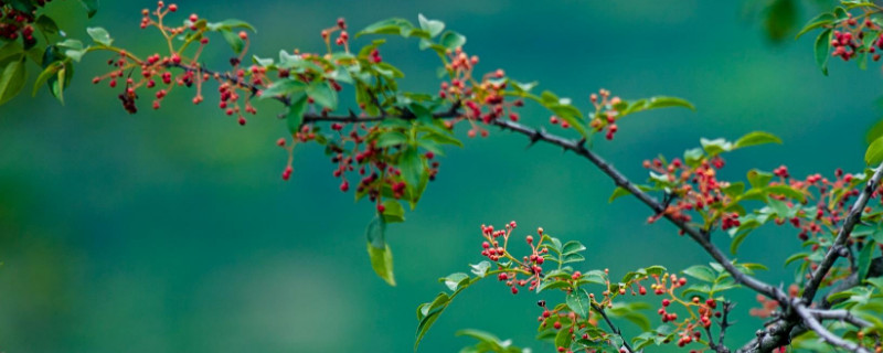 花椒樹的管理與修剪 花椒樹的管理與修剪