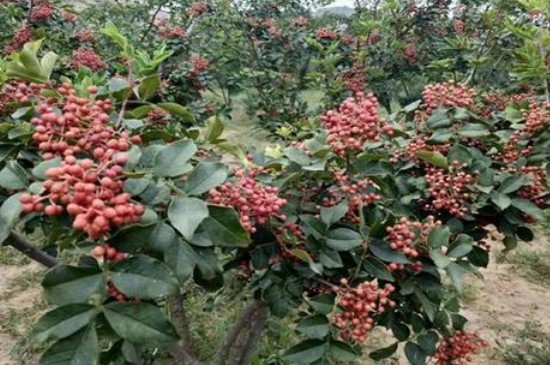 花椒樹的管理與修剪 花椒樹的管理與修剪