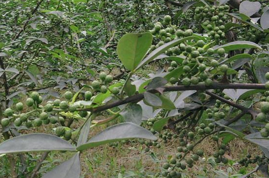 花椒樹的管理與修剪 花椒樹的管理與修剪