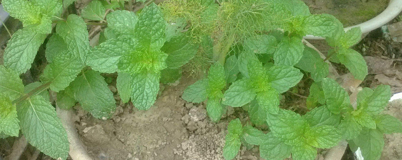 薄荷可以插枝種植嗎 薄荷可以插枝種植嗎