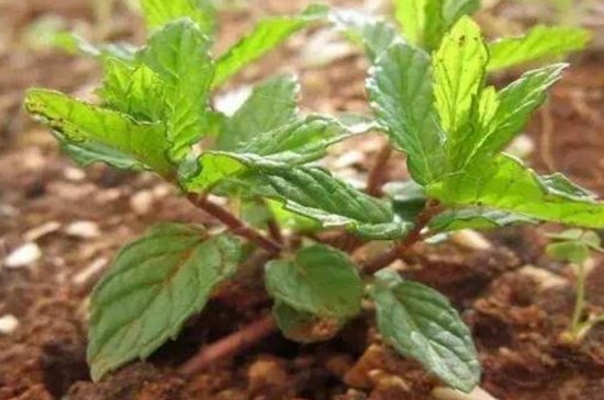 薄荷可以插枝種植嗎 薄荷可以插枝種植嗎