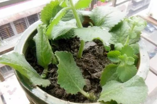 薄荷可以插枝種植嗎 薄荷可以插枝種植嗎