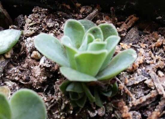 山地玫瑰怎么繁殖，分株/播種/砍頭三法皆可
