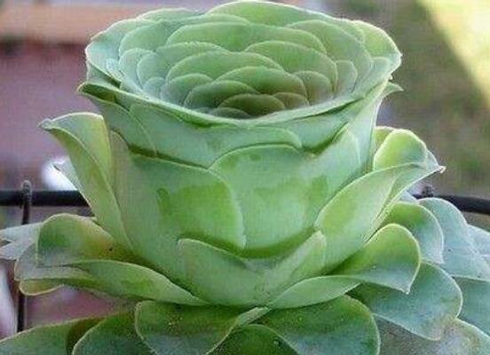 山地玫瑰怎么繁殖，分株/播種/砍頭三法皆可