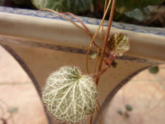 虎耳草葉片發(fā)黃怎么辦