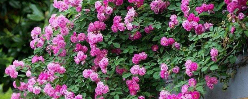 四季春花有毒嗎 四季春花有毒嗎