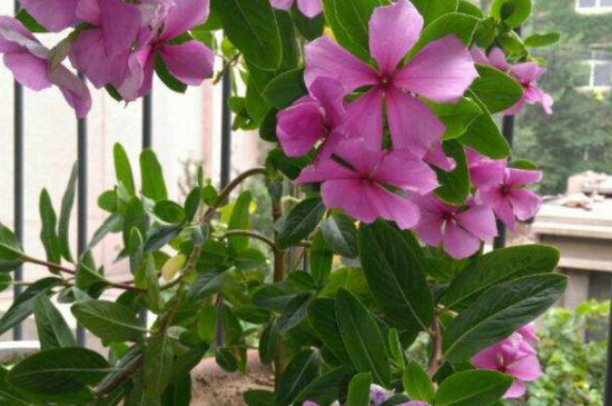 四季春花有毒嗎 四季春花有毒嗎