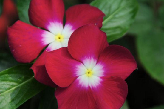 四季春花有毒嗎 四季春花有毒嗎
