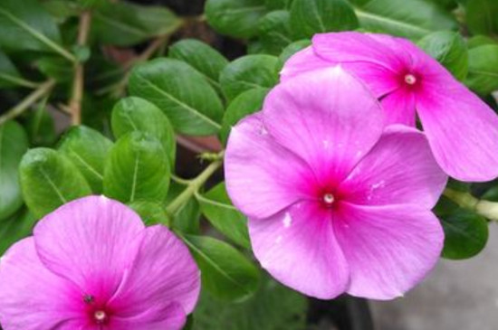 四季春花有毒嗎 四季春花有毒嗎