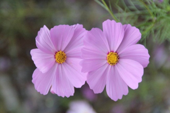 茼蒿花和格?；ǖ膮^(qū)別，葉子以及花朵不同