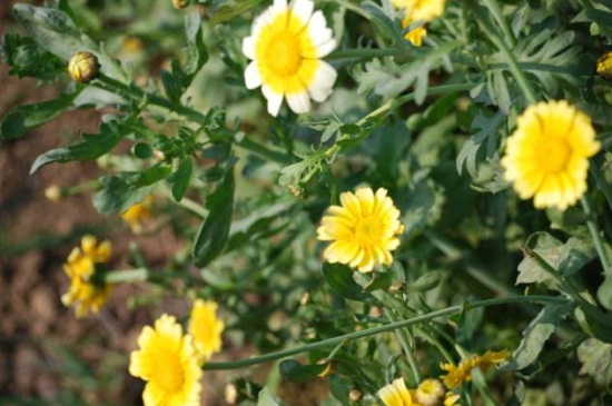 茼蒿花和格?；ǖ膮^(qū)別，葉子以及花朵不同