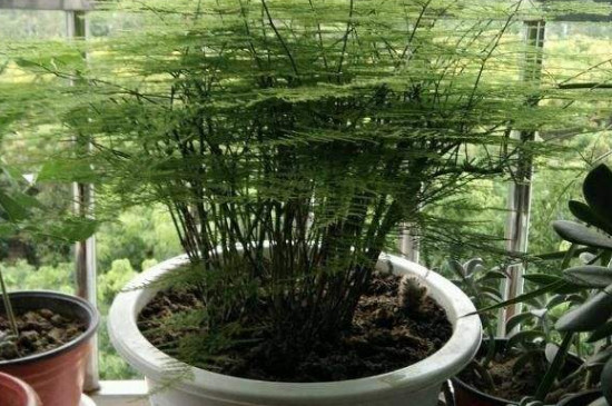 油枯可以養(yǎng)哪些花 油枯可以養(yǎng)哪些花