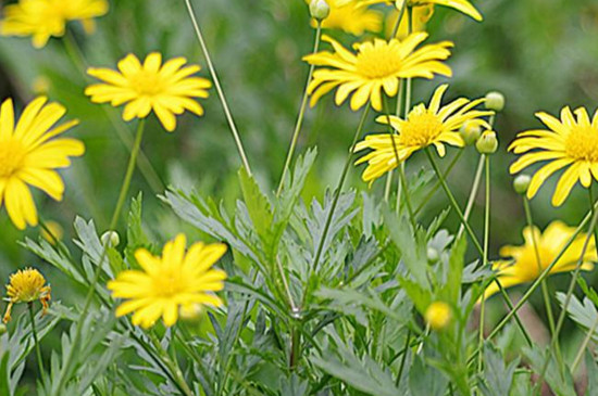 木春菊花語 木春菊花語