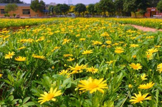 木春菊花語 木春菊花語