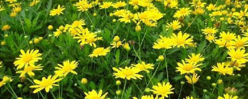 木春菊花語 木春菊花語