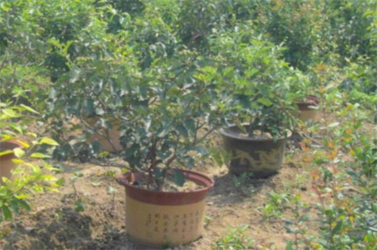 花椒籽怎么種 花椒籽怎么種