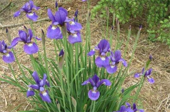 鳶尾花和鳶尾蘭的區(qū)別 鳶尾花和鳶尾蘭的區(qū)別
