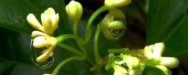 桂花樹有哪幾種品種 桂花樹有哪幾種品種