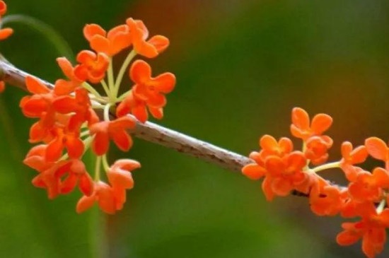 桂花樹有哪幾種品種 桂花樹有哪幾種品種