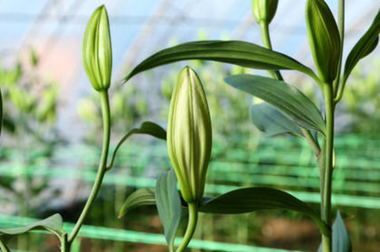 百合花小花苞變黑 百合花小花苞變黑