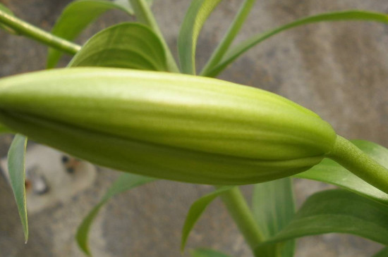 百合花小花苞變黑 百合花小花苞變黑
