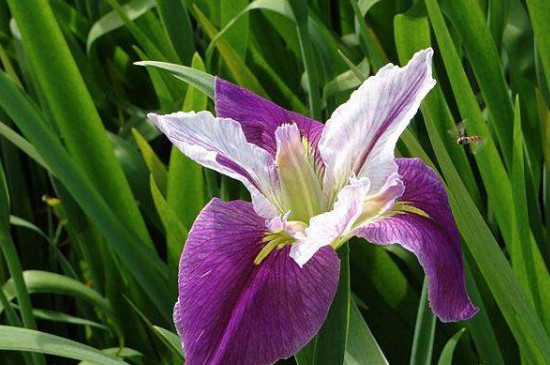 鳶尾花是什么顏色 鳶尾花是什么顏色