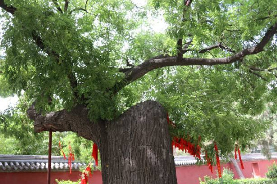 龍爪槐怎么修剪 龍爪槐怎么修剪
