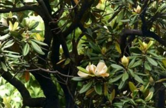 含笑花葉子枯萎怎么辦，六種方法讓它恢復生機