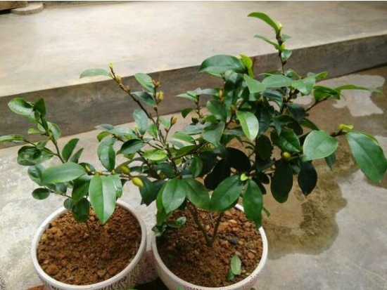含笑花葉子枯萎怎么辦，六種方法讓它恢復生機