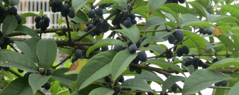 桂花樹結(jié)果的寓意 桂花樹結(jié)果的寓意