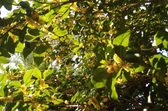 桂花樹結(jié)果的寓意 桂花樹結(jié)果的寓意