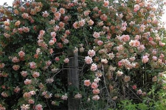木香花的缺點，害怕土壤潮濕使其爛根