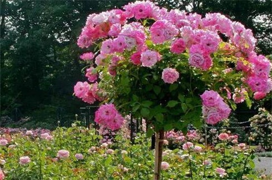木香花的缺點，害怕土壤潮濕使其爛根