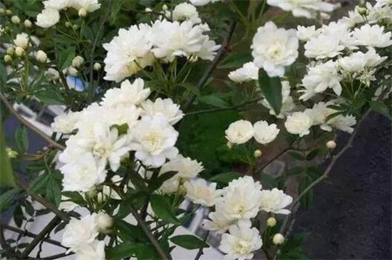 木香花的缺點，害怕土壤潮濕使其爛根