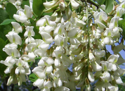 香花槐能吃嗎 香花槐能吃嗎