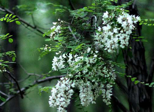 香花槐能吃嗎 香花槐能吃嗎