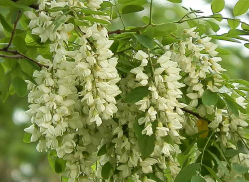 香花槐能吃嗎 香花槐能吃嗎