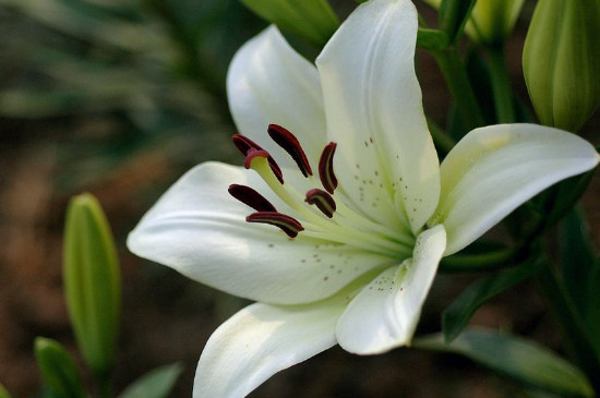 百合花能放在臥室嗎 百合花能放在臥室嗎