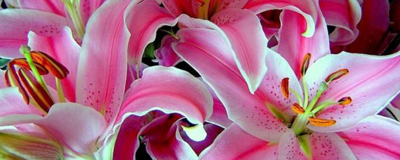 百合花能放在臥室嗎 百合花能放在臥室嗎